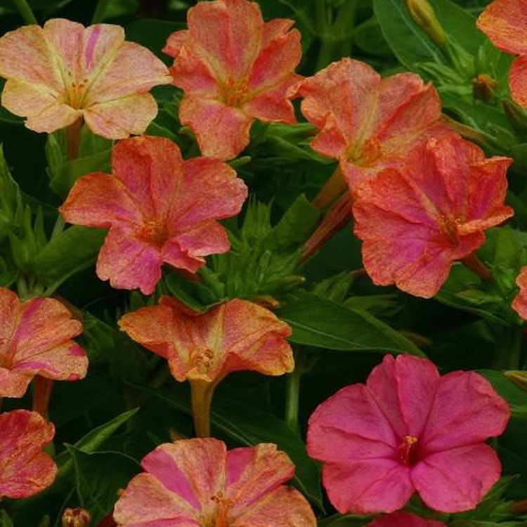 100 Seeds Four O’Clock Mirabilis Jalapa Marbles Yellow Red Vine Plant Seeds