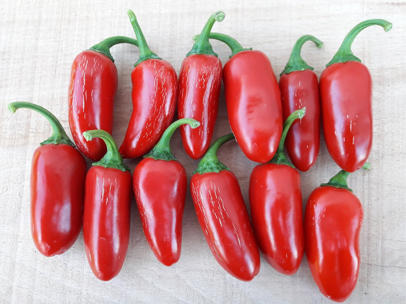 100ct Organic Tam Mild Jalapeno Seeds Seeds NonGMO – Mild Fast Growing Variety