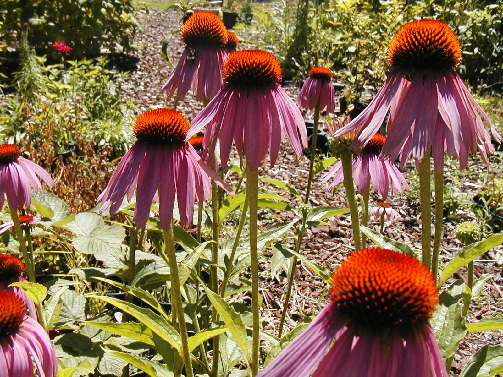 coneflower, PURPLE flower, echinacea, 305 seeds! GroCo US USA