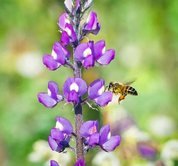 Lupinus arizonicus | Arizona Lupine | 10 Seeds