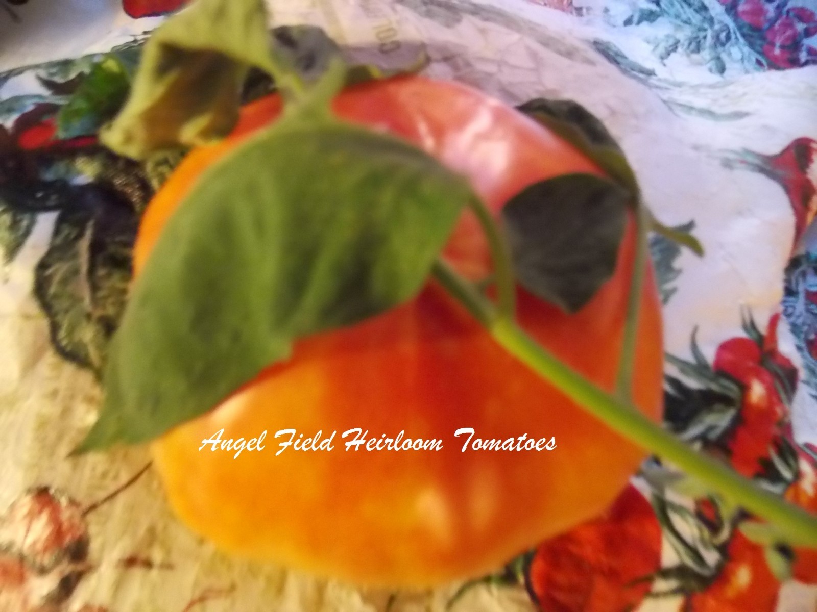 20 Lucky Cross Heirloom Tomato Seeds” Plus 2 Packs of Vegetable Seeds