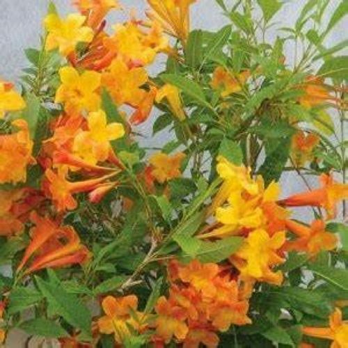 SUN TRUMPET TACOMA ORANGE ~ Campsis Radicans Trumpet Vine ~ Rooted Starter Plant