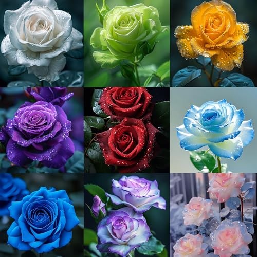 Mix Climbing Rose Seeds for Planting, 30+pcs Beauty Rare Rose Flower Seeds,