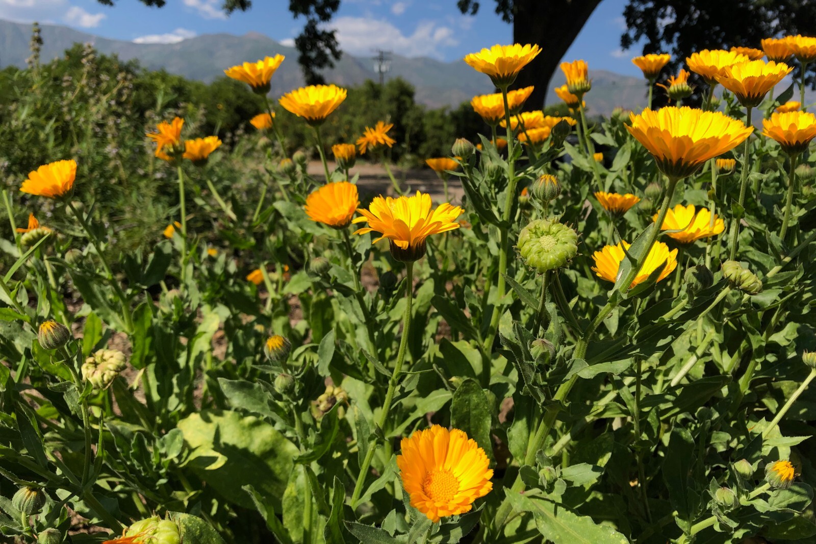 Resina Calendula Seeds – Pot Marigold, Yellow Organic Officinalis Herbal Salves