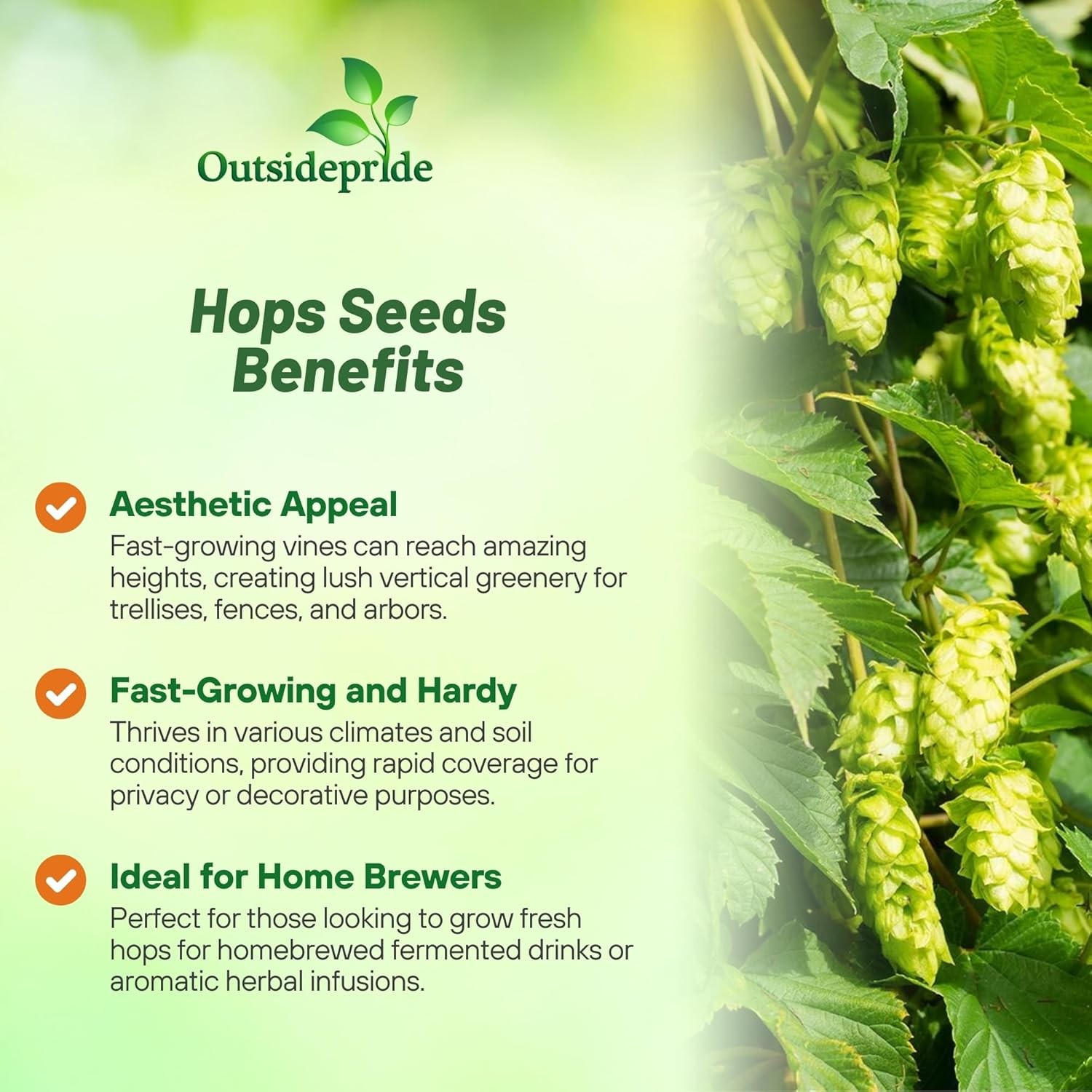 100 Seeds Humullus Lupulus Hops Flower Seeds