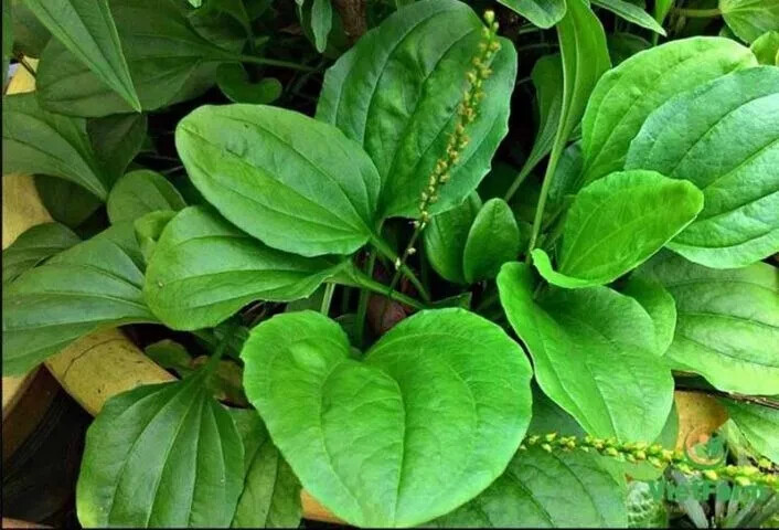 Plantain – Plantago – Broadleaf – 1000+ seeds 2024 – USA seller