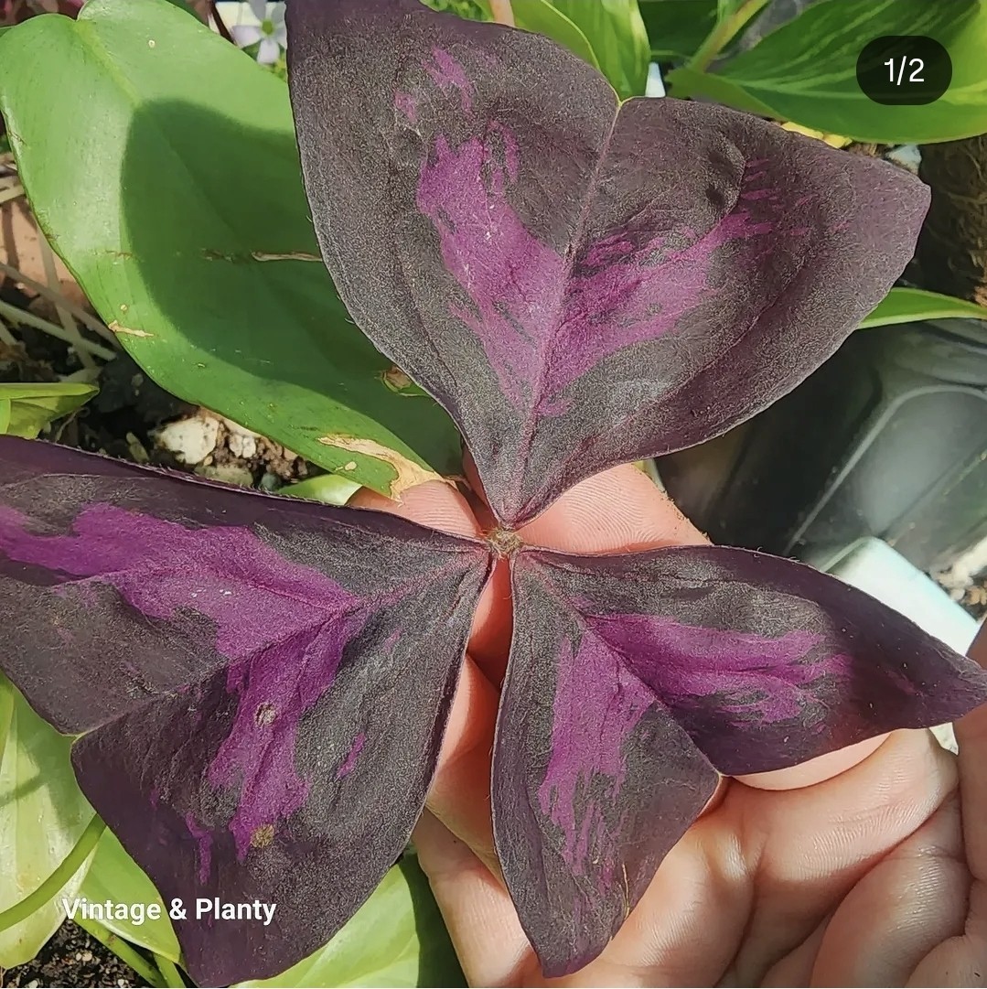*5* Purple Oxalis Shamrock Bulbs Corms