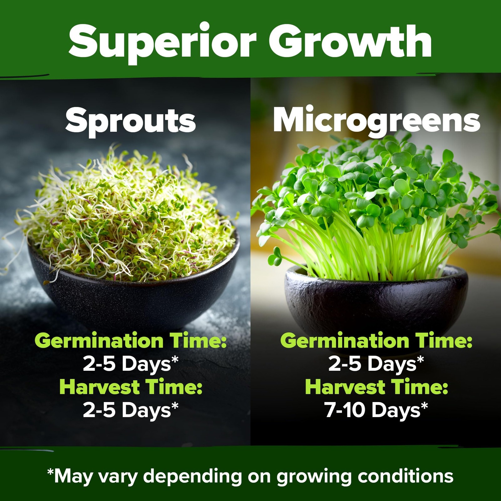 HOME GROWN Premium Sprouting Seeds Mix – Microgreens 118,200 Seeds for Indoor Gr