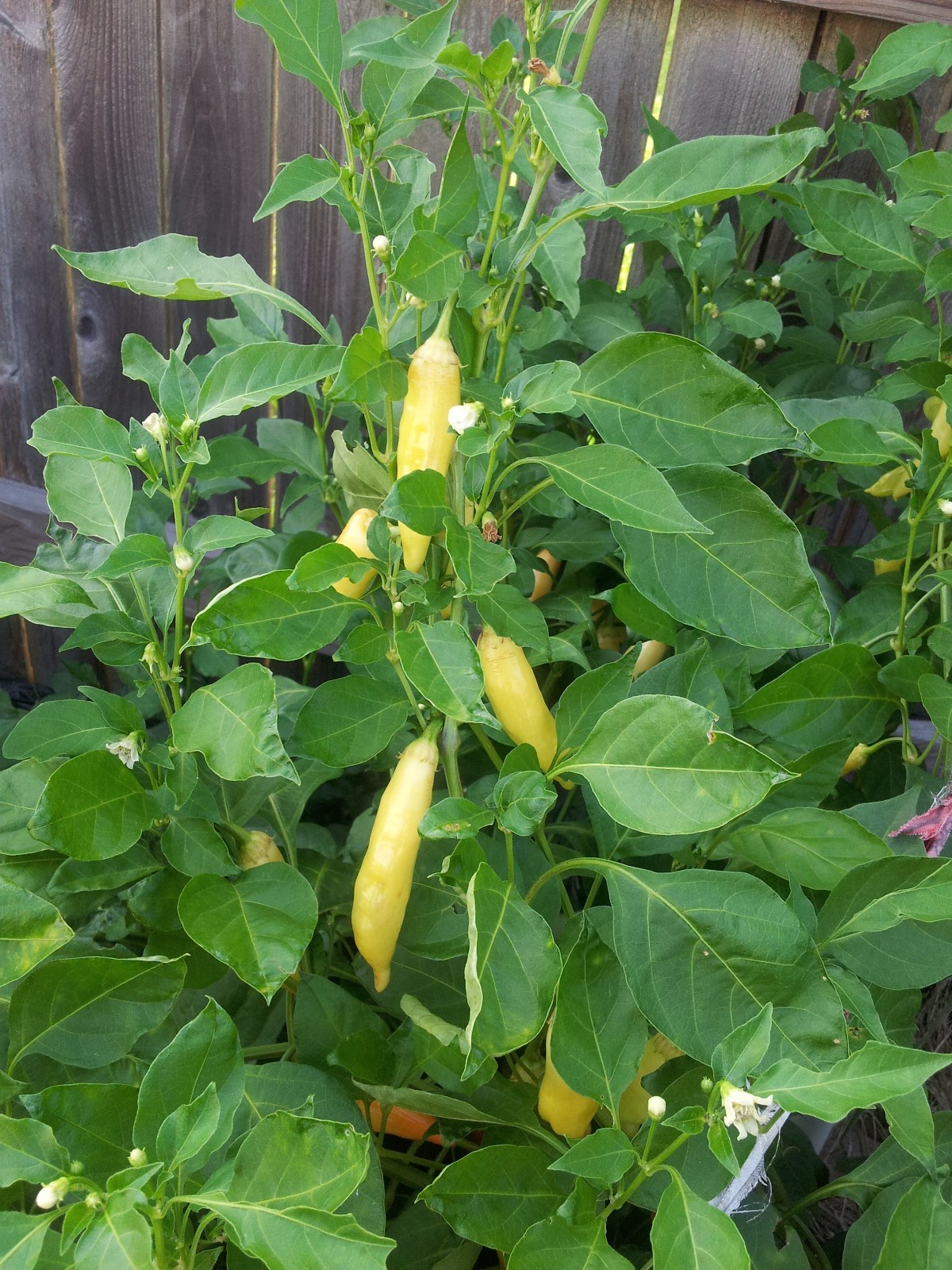 75+ Fushimi Pepper Seeds Authentic Asian Togarashi Prolific Heirloom NON-GMO