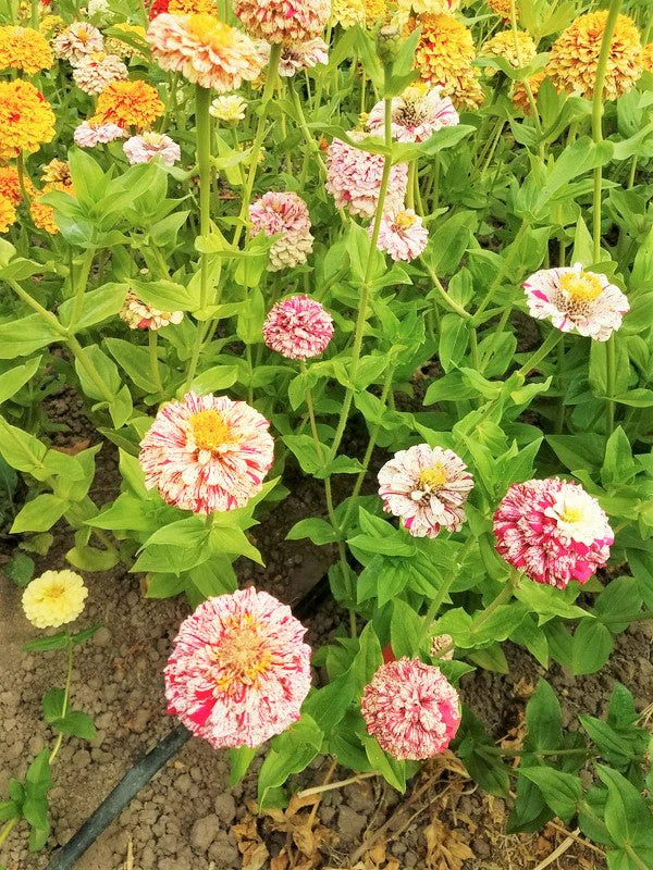 Peppermint Candy Stripe Zinnia Seeds – For 2026 Planting New Lot Giant