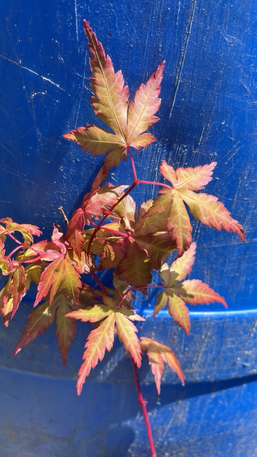 6-12″ tall Acer palmatum ‘Winter Red’ Coral Bark Japanese Maple 1 year old
