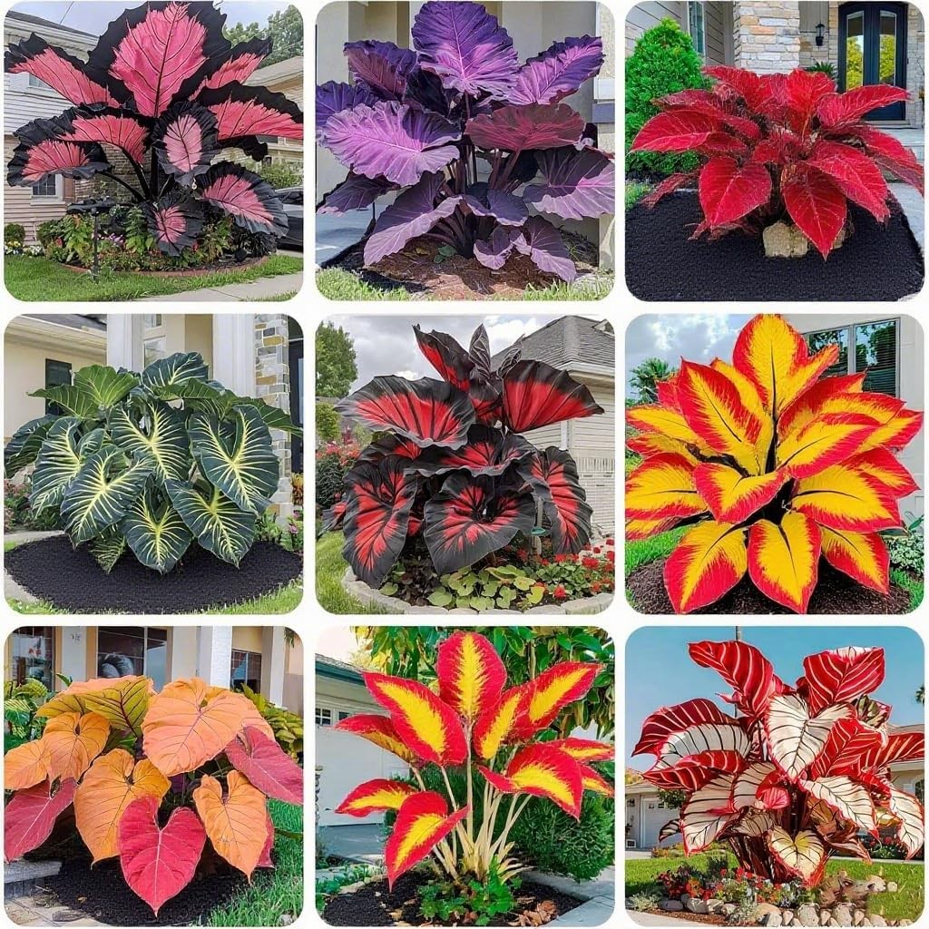 Hosta Seeds for Planting, 299+ Mixed Rare Perennial Hosta Seed, Heirloom Non-GMO