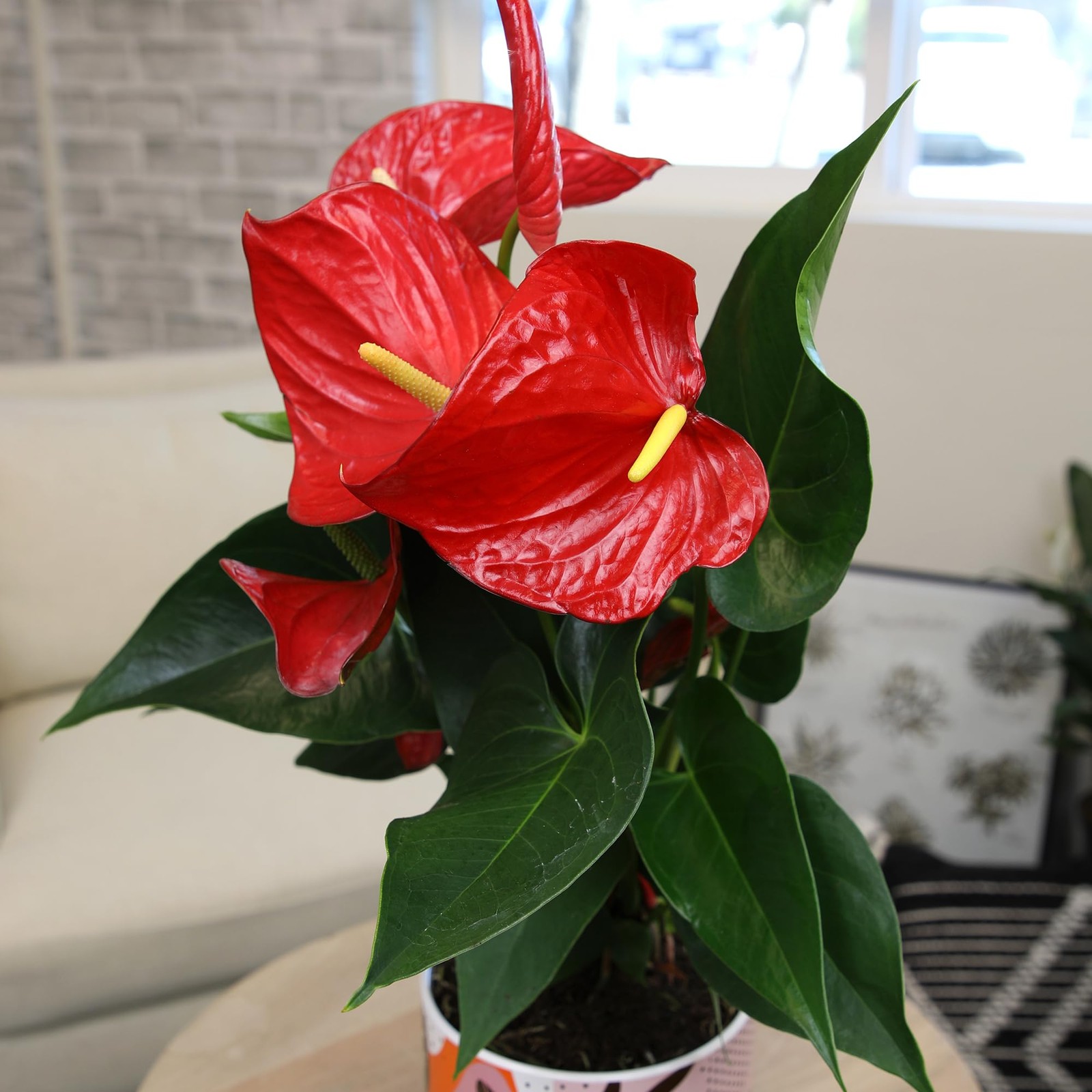 Anthurium Live Plant 1012″ in Modern Planter Indoor Houseplant Gifts