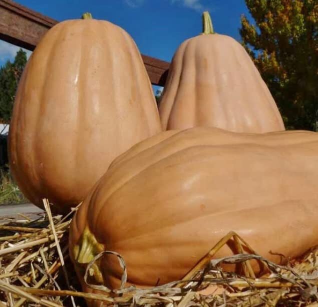 Autumn Buckskin Pumpkin Seeds for Planting (10 Seeds) – Big Brown Pumpkins