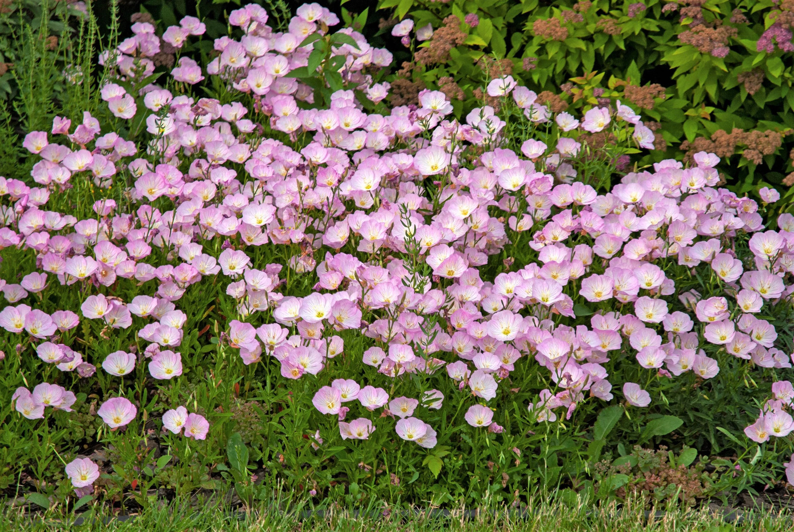 1000 Showy PINK EVENING PRIMROSE Pink Ladies Oenothera Speciosa Flower Seeds