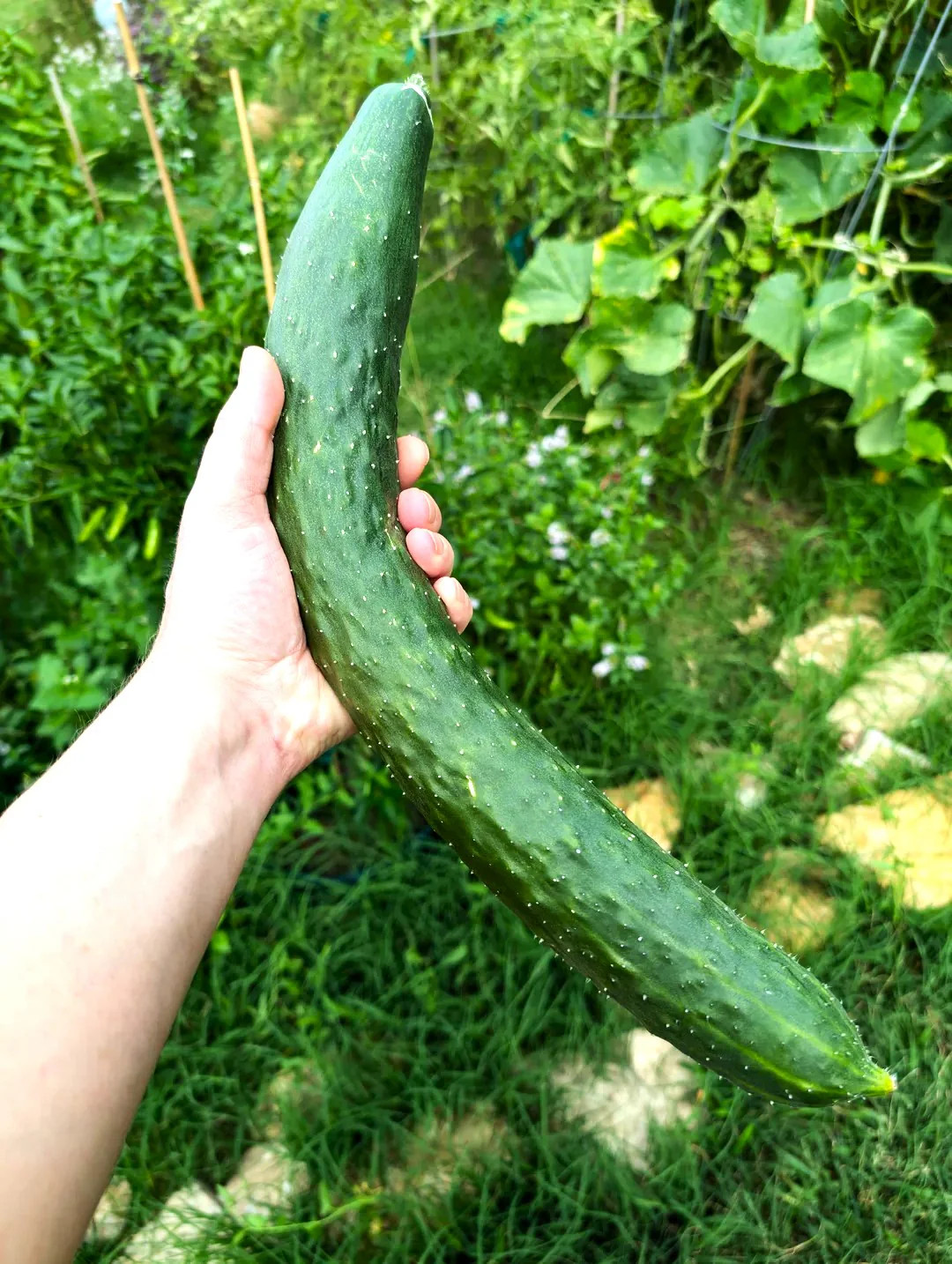 China Jade Burpless Cucumber Seeds – For 2026 Planting Delicious Long Dark Green