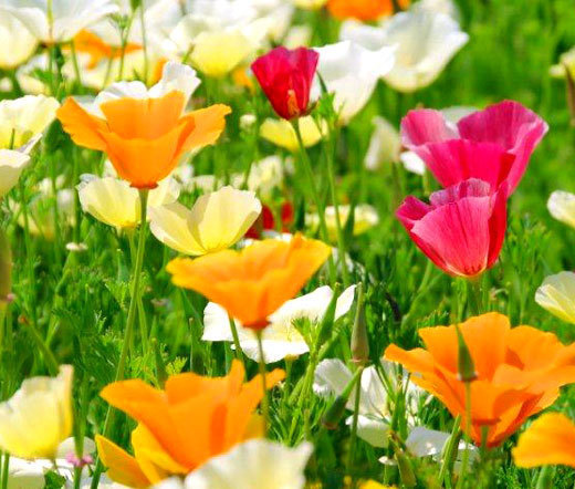CALIFORNIA POPPY MIXED COLORS Eschscholzia Californica – 5,000 Bulk Seeds