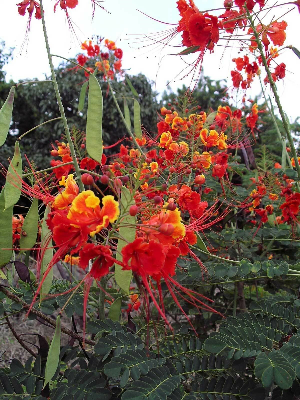 Caesalpinia pulcherrima | Pride-of-Barbados | 10_Seeds