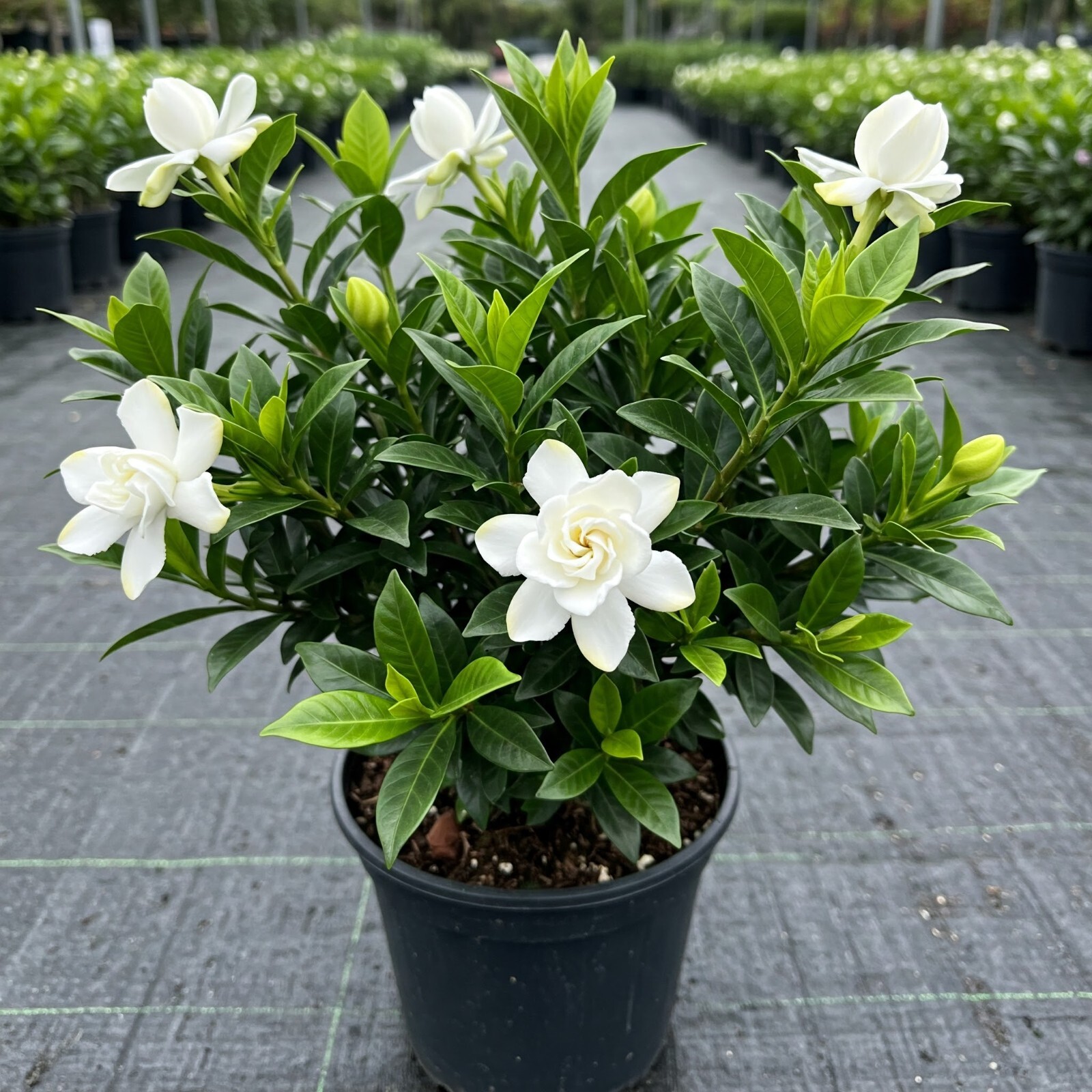 Dwarf Radicans Gardenia 3 Gal Flowering Gardenia jasminoides Radicans for Garden