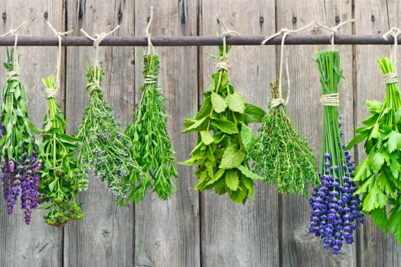 SUMMER SAVORY 300+ SEEDS ORGANIC CULINARY HERB (Satureja Hortensis)