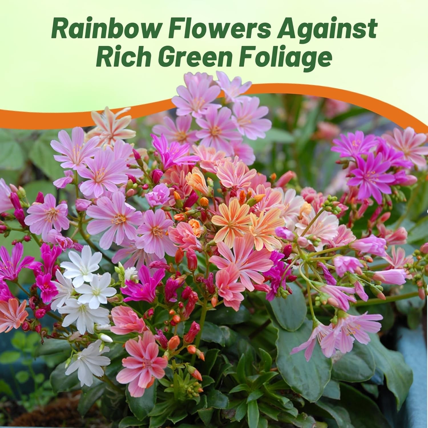 50 Seeds Lewisia Seeds – Lewisia Rainbow Hybrids Flower Seed Mix