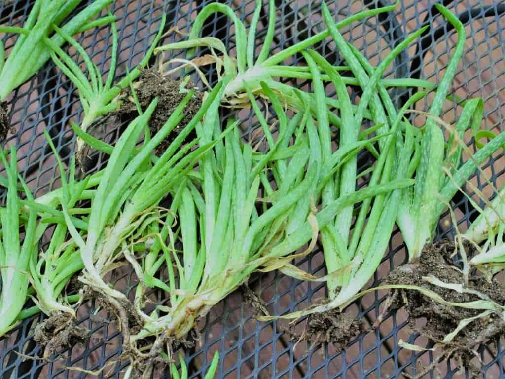 3 Aloe Vera Starter Plant -Rooted Succulent hardy zone 9-11 or Houseplant