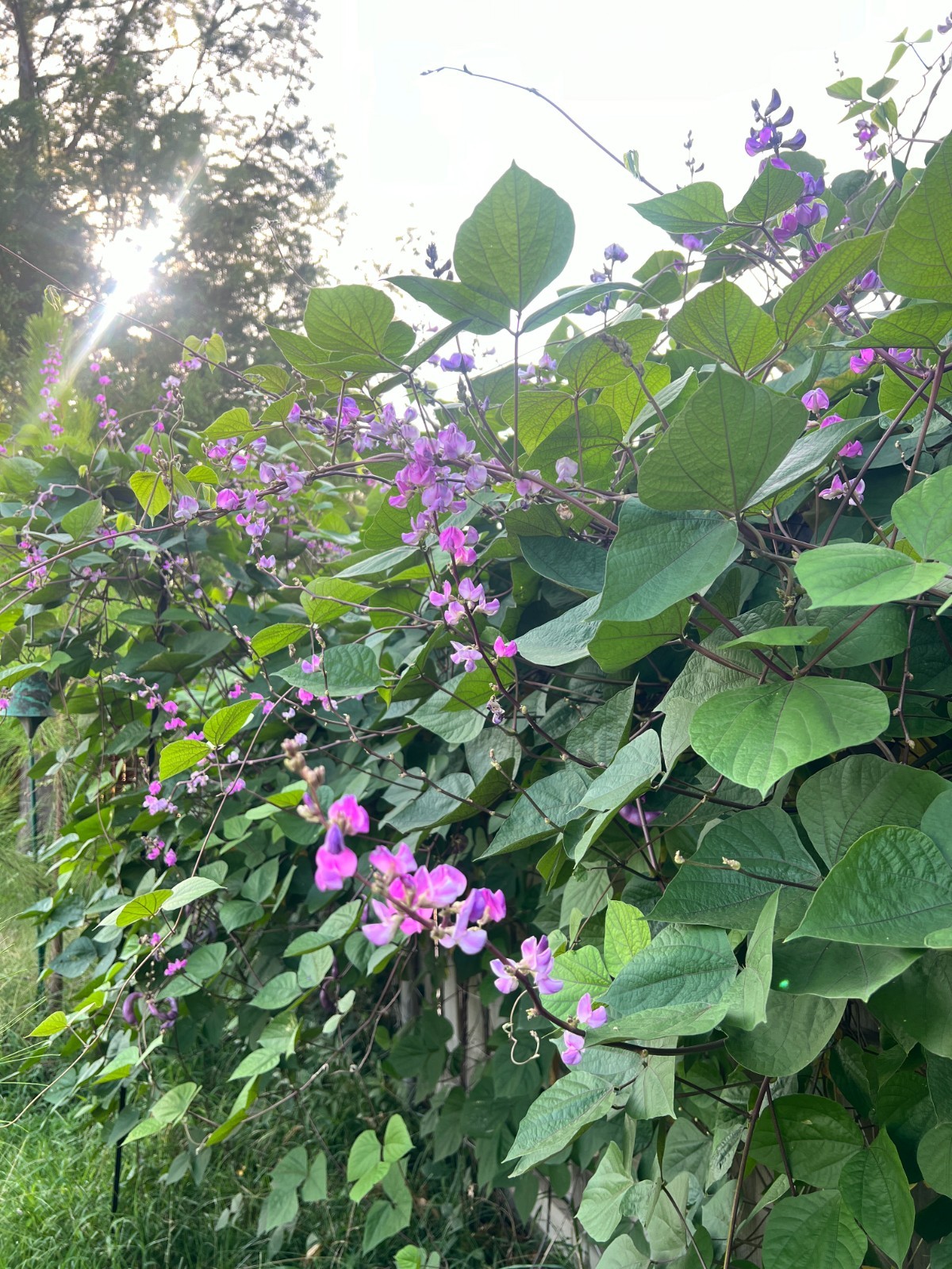 Purple Hyacinth Bean Vine Seeds