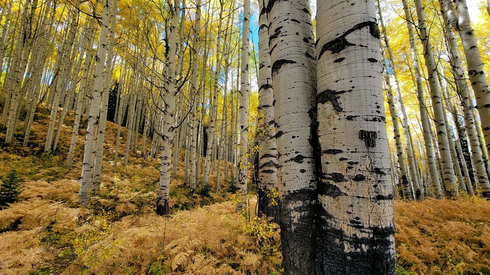 Quaking Aspen Tree Seeds (Populus tremuloides) Cold Hardy Golden Fall Tree