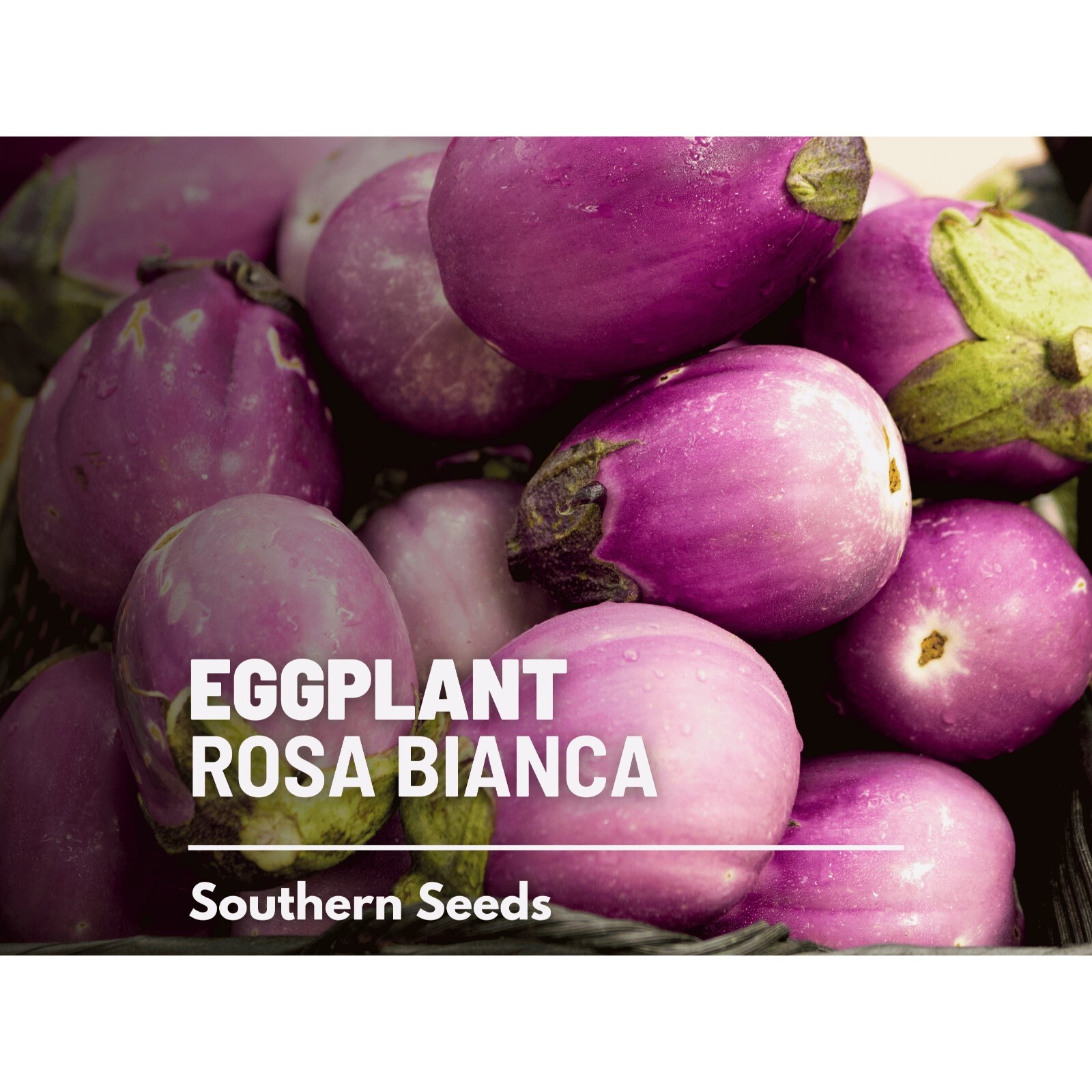 Eggplant, Rosa Bianca – 50 Seeds – Heirloom Seeds – Open Pollinated – Non-GMO (S
