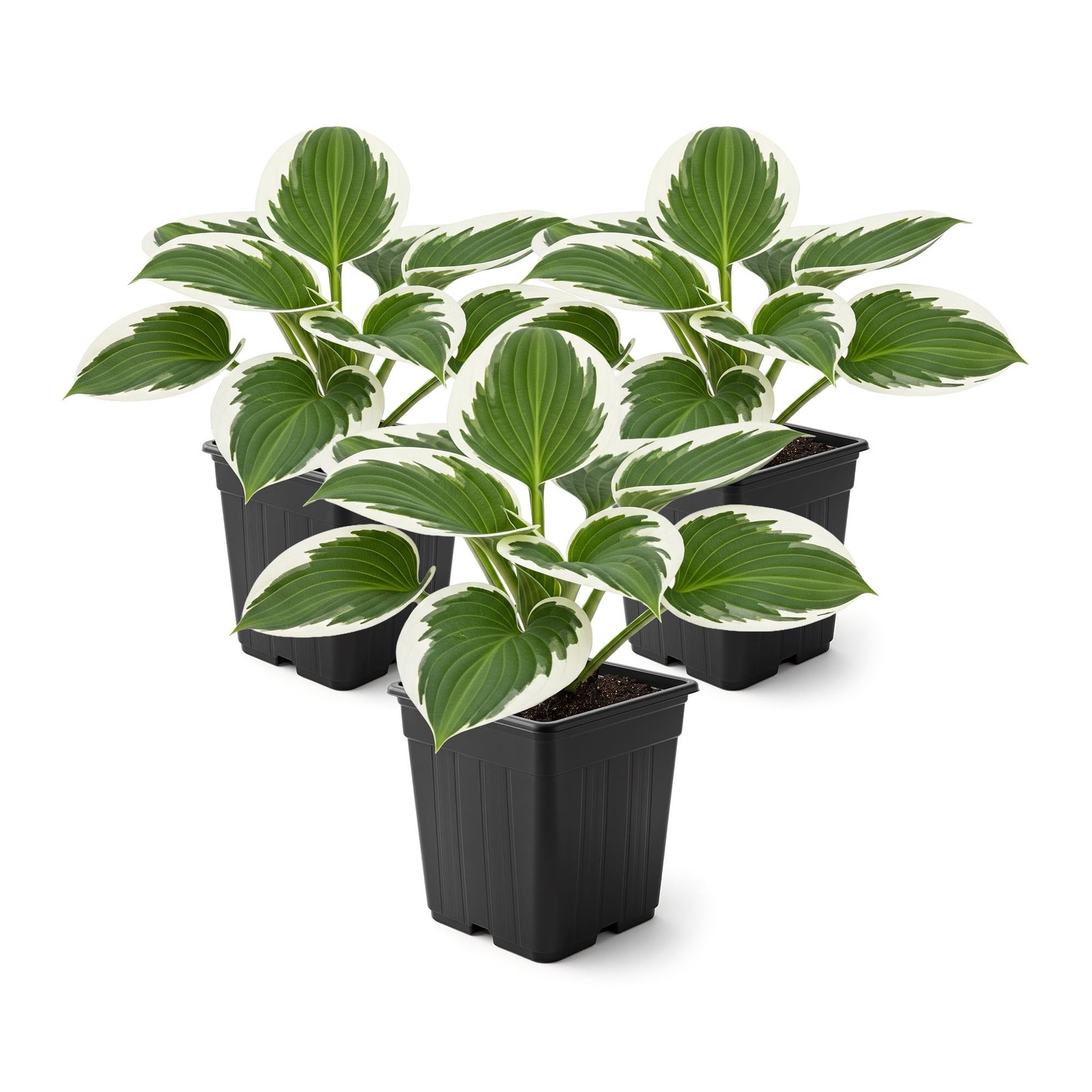 Perennial Hosta Patriot 3 Plants Per Pack Accent Plant 10″ Tall 4″ Wide 1 Qt Pot