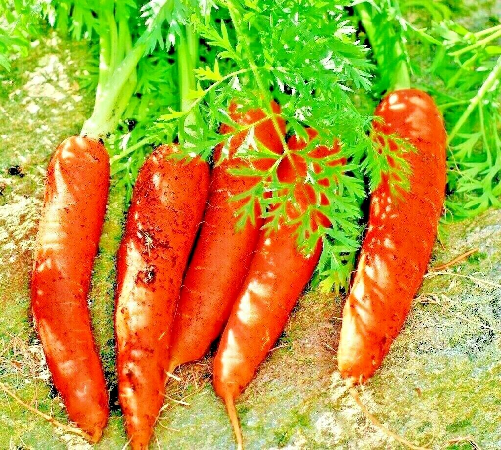 CARROT 200 SEEDS SPRING VEGETABLE GARDEN NON-GMO SWEET HEIRLOOM SALADS USA