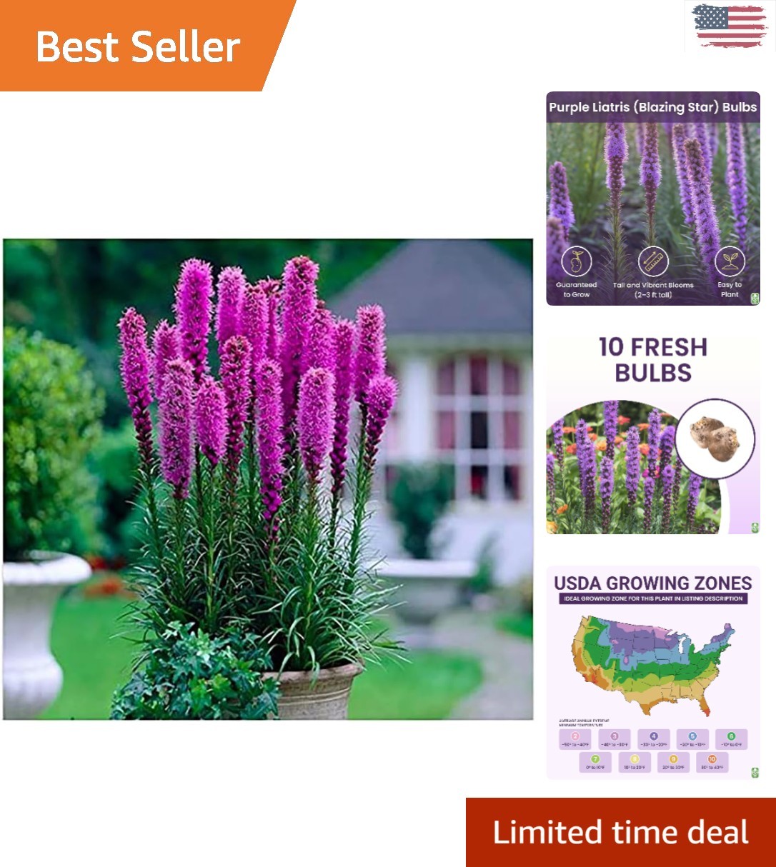 Liatris Spicata Blazing Star – 10 Bulbs – Hardy Purple Flowers for Every Garden
