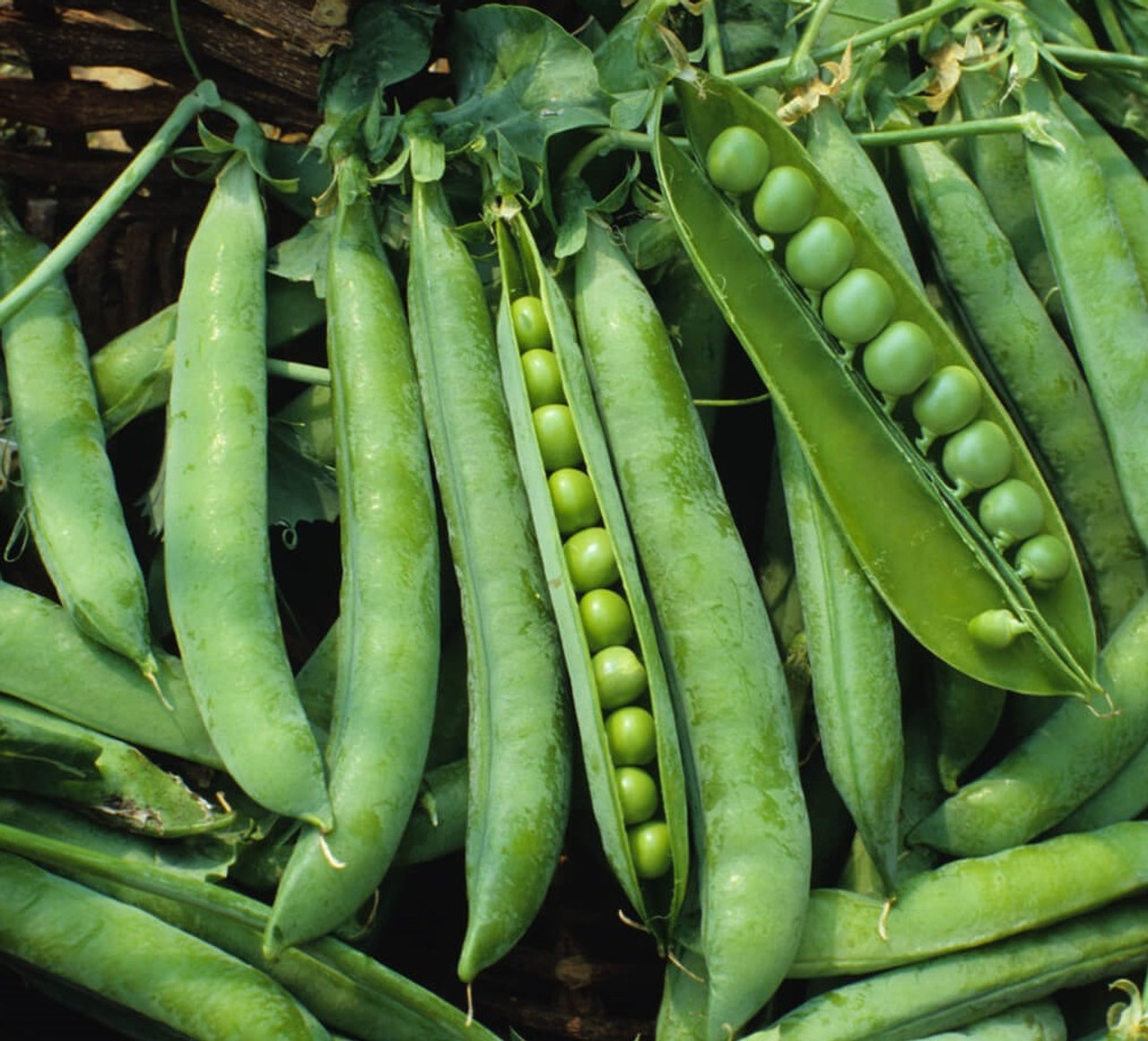 Green Arrow Garden Pea Seeds. Untreated FREE SHIPPING!