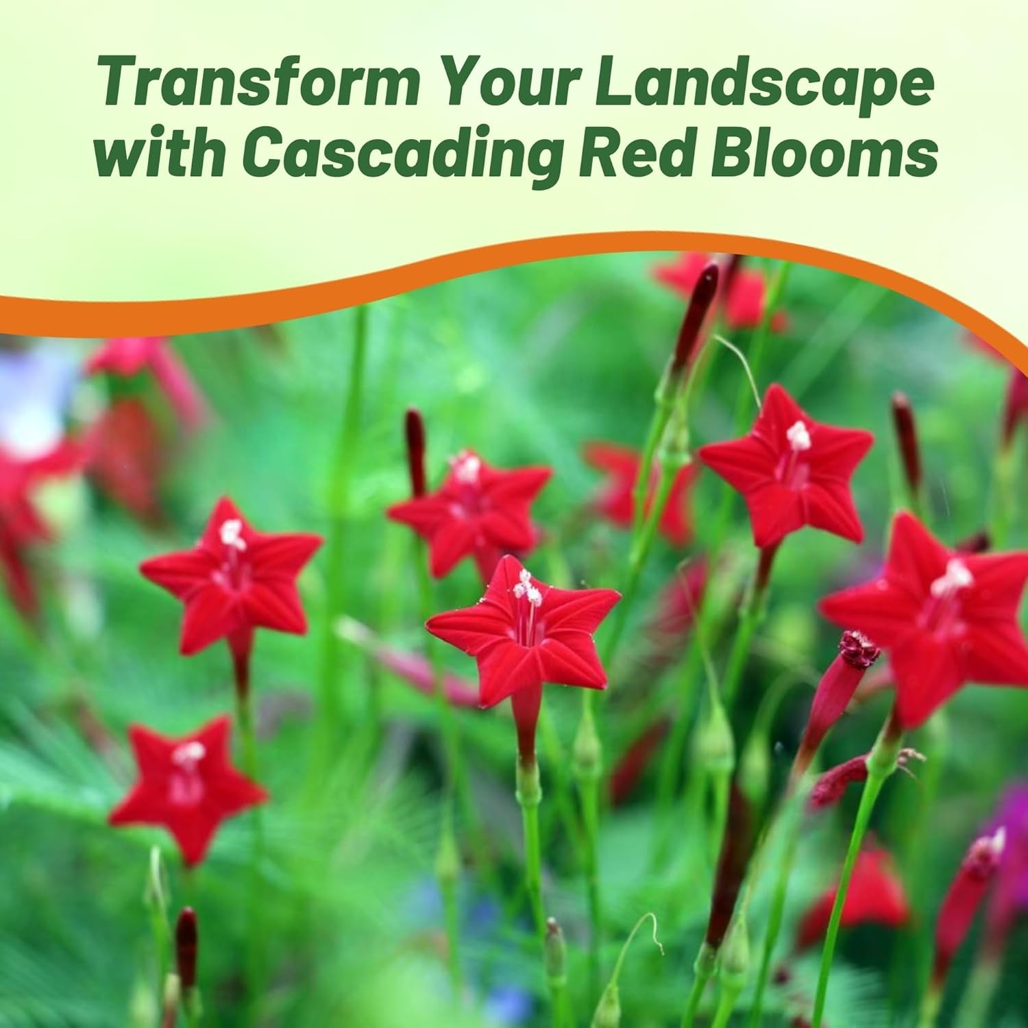 100 Seeds Cypress Vine Seeds – Ipomoea Pennata Red Flower Seed