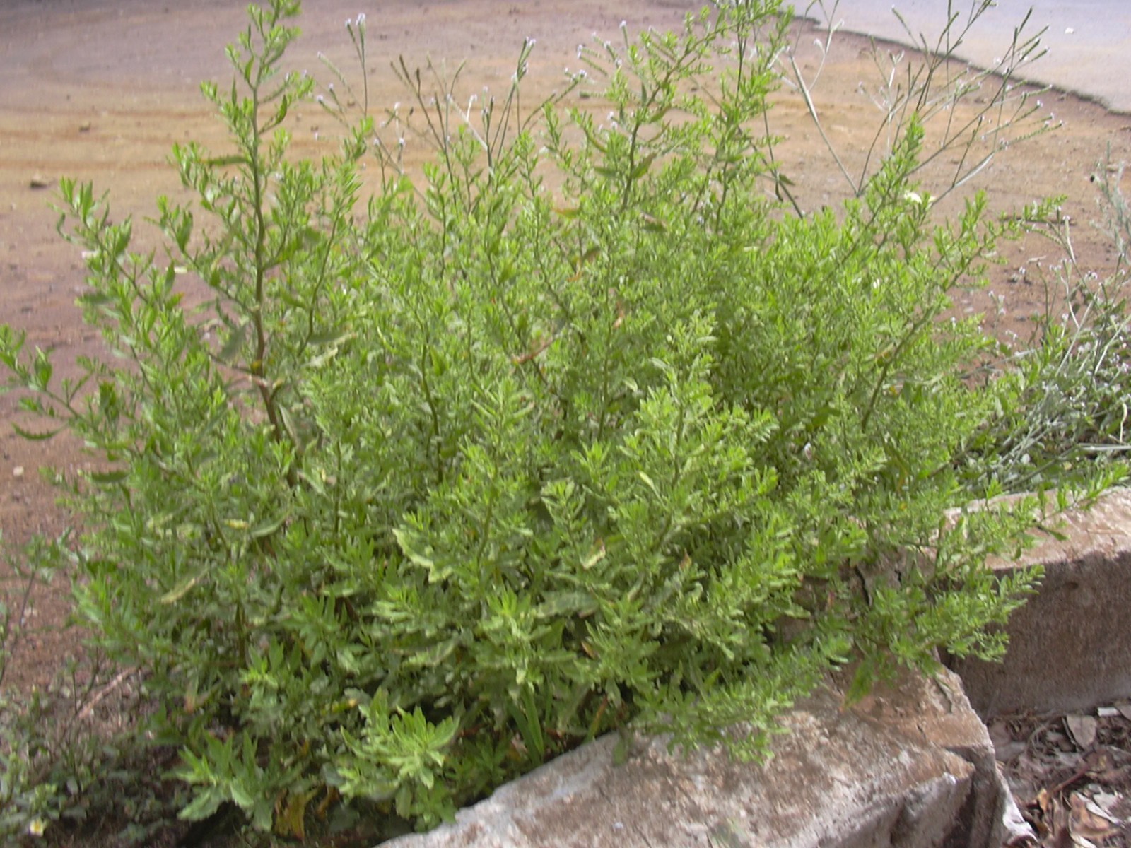 250 Epazote Seeds – Chenopodium Ambrosoides – Dysphania ambrosioides
