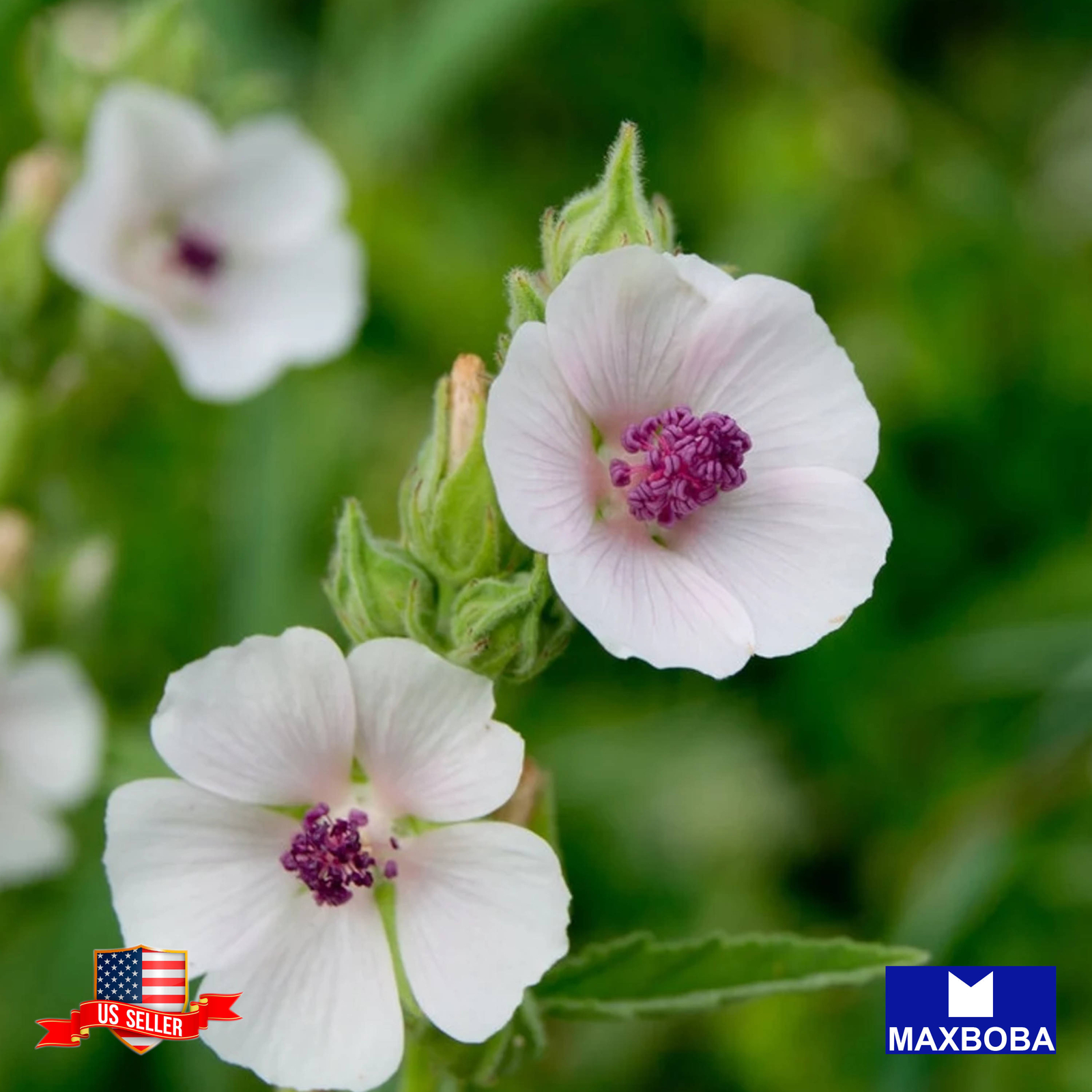 Marshmallow Herb Seeds Non-GMO /Heirloom /Open Pollinated /High Germination Rate