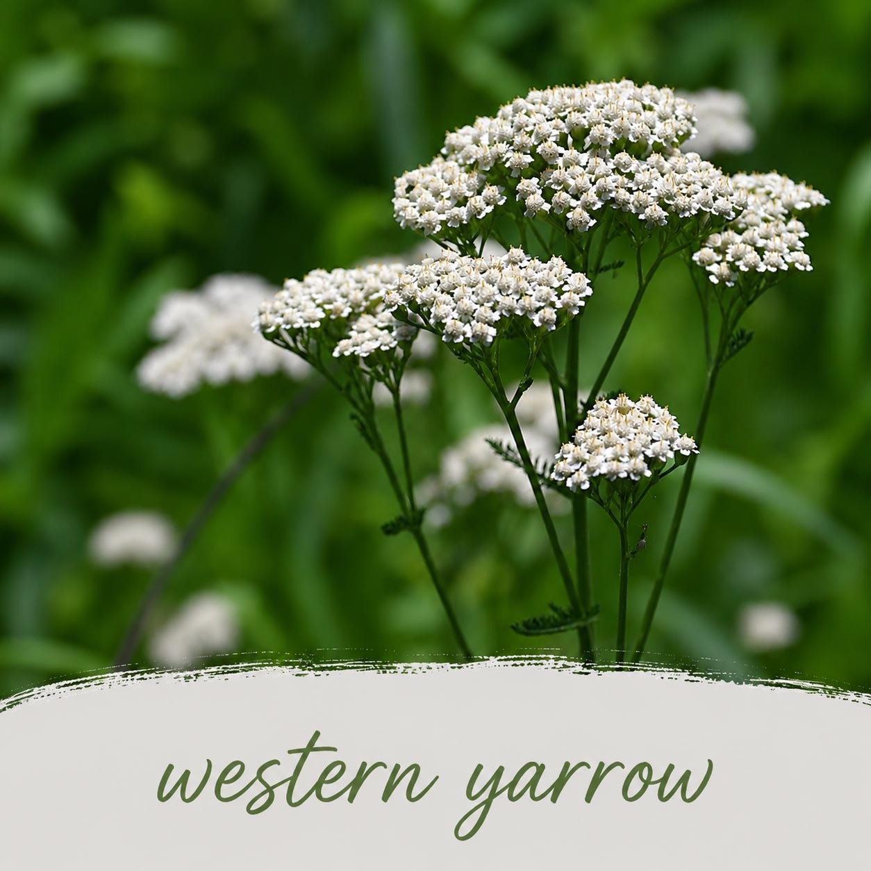 Hummingbird Wildflower Bundle | Tall & Short Mini Mixes | Prairie Legacy Inc.