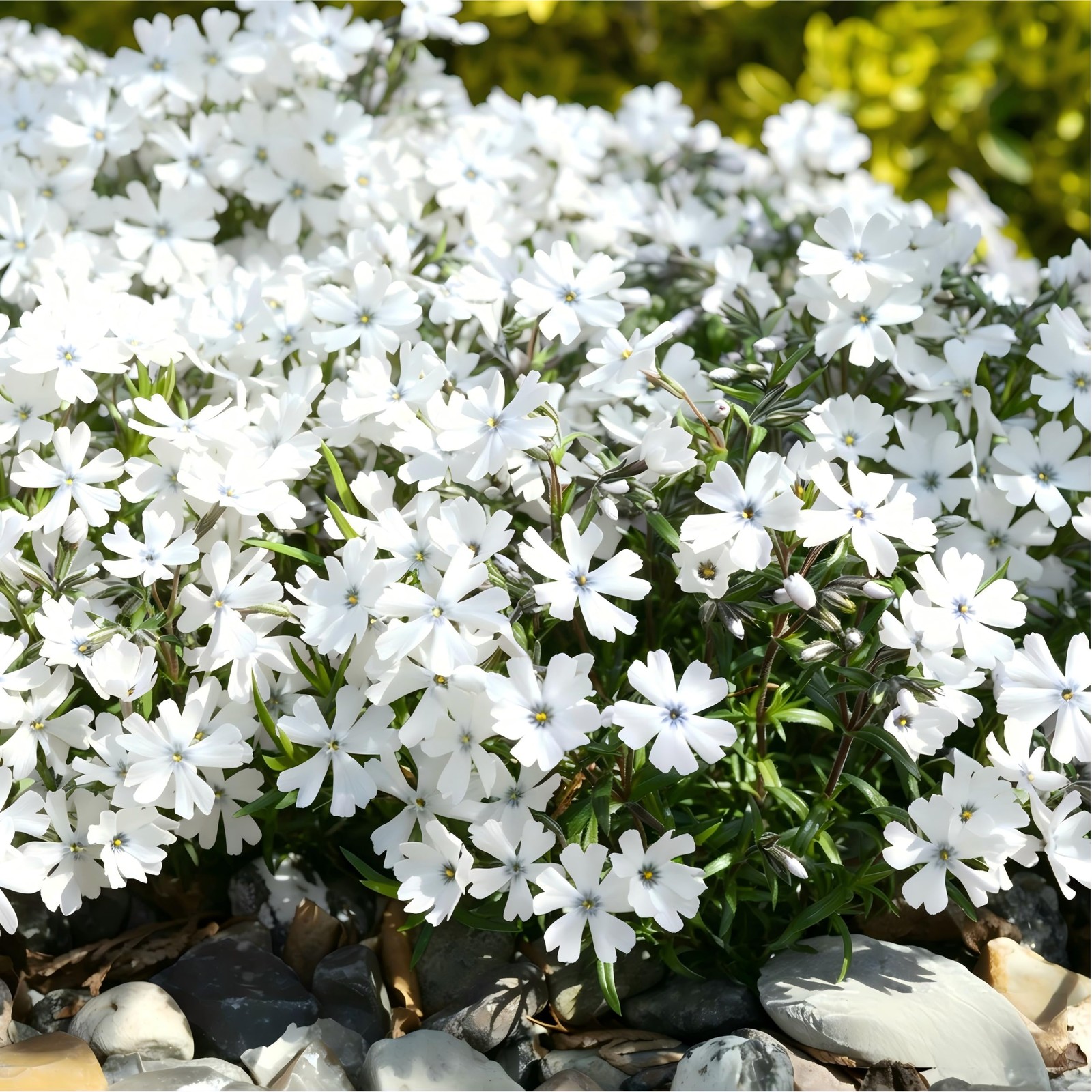 CarpetC 1000+ White Phlox Seeds for Planting, Creeping Evergreen Fragrant Sum…