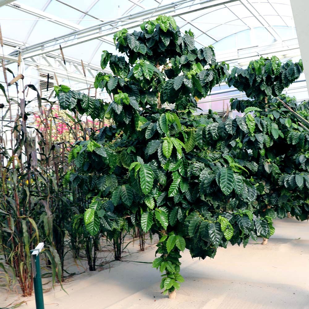 20 Coffea arabica Seeds Tropical EXOTIC Coffee Bean Indoor House Plant Tree RARE