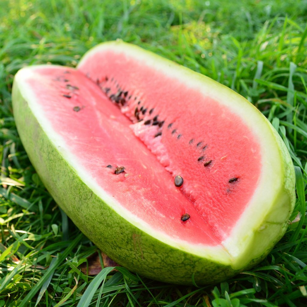 Charleston Gray Watermelon Seeds, NON-GMO, Huge 35-50 lbs, FREE SHIP
