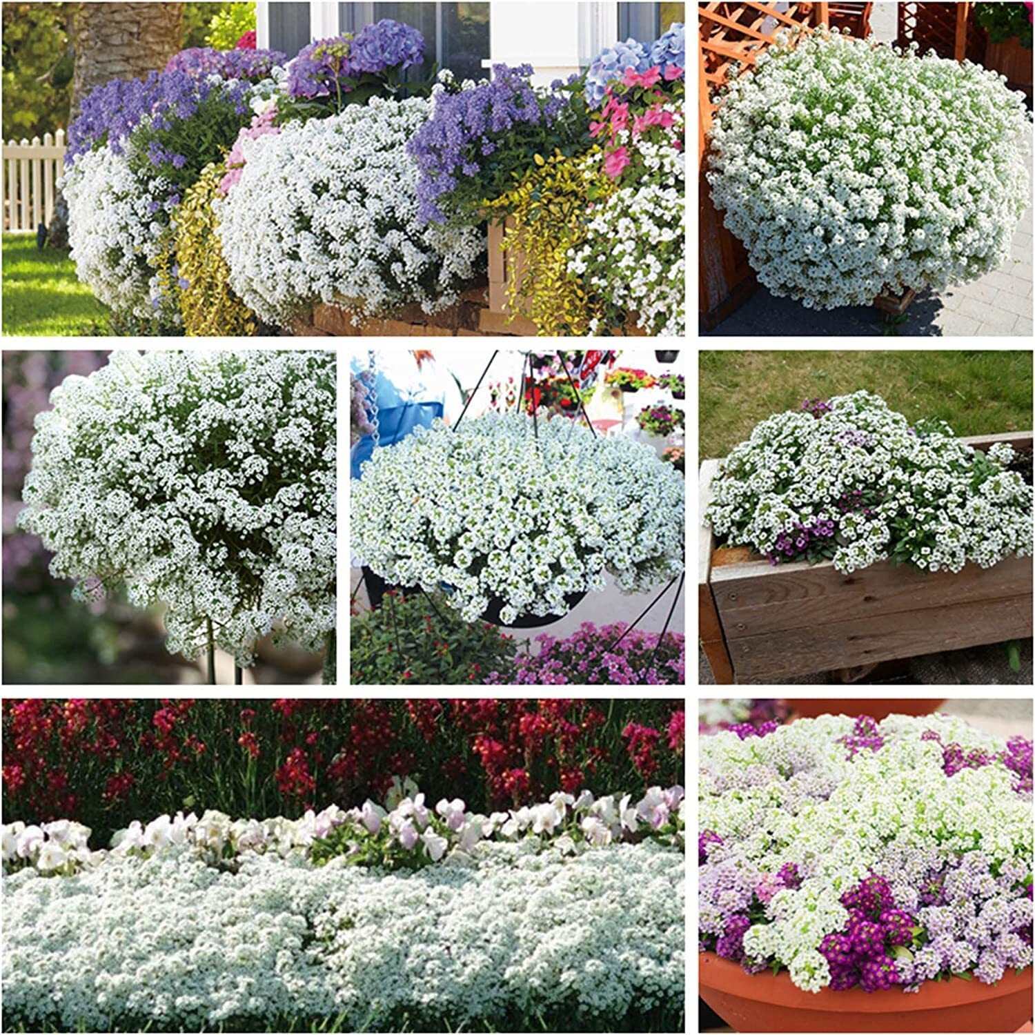 White Alyssum Clover Seeds for Planting – Creeping Ground Cover, Carpet of Snow,