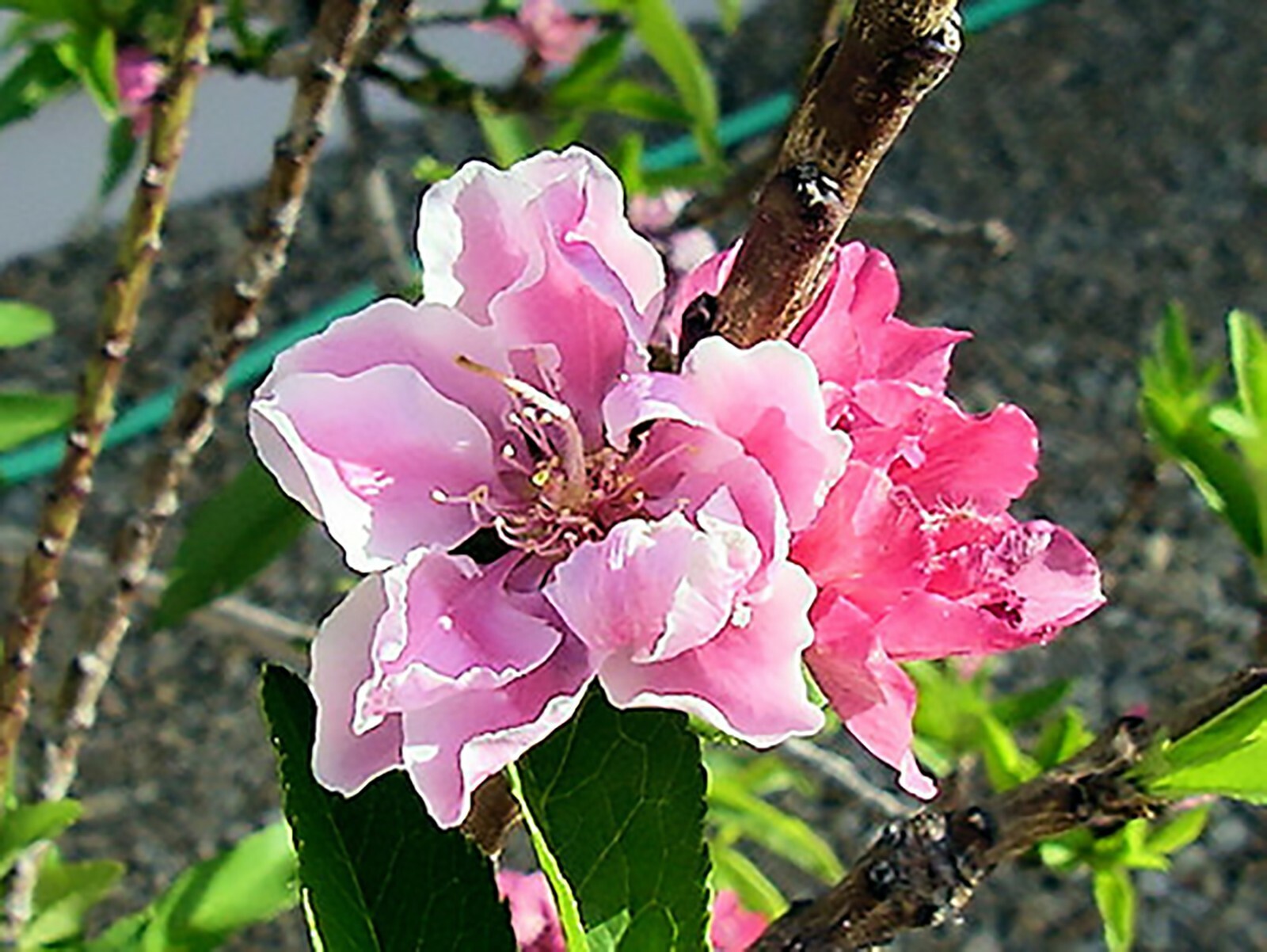 Nemaguard Peach, Prunus persica nemaguard, Seeds