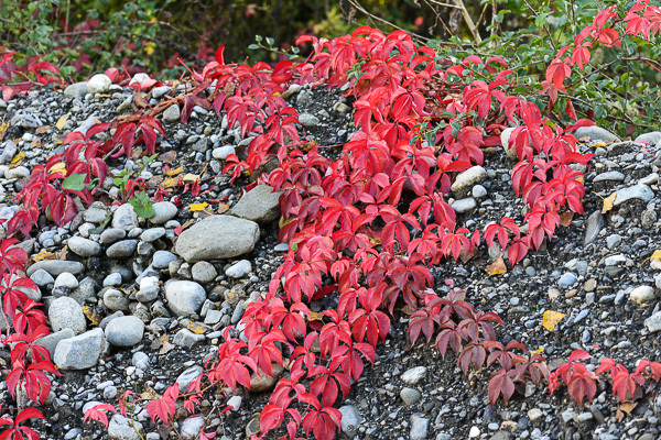 2 year old Parthenocissus quinquefolia, grape virginia creeper bareroot plant