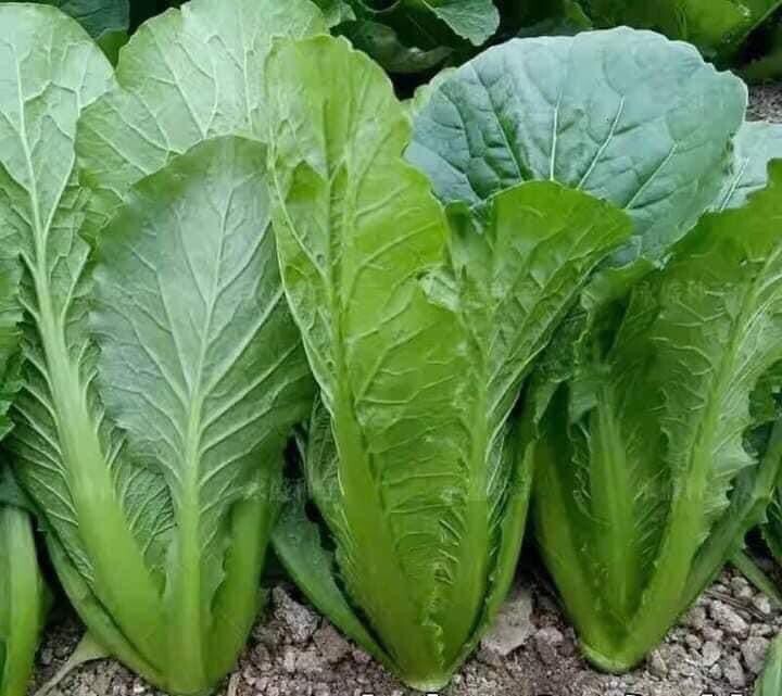 5 Bags X 1250+ Large Leaf Bamboo GAI CHOI Mustard Green seeds Cai Be xanh La lon