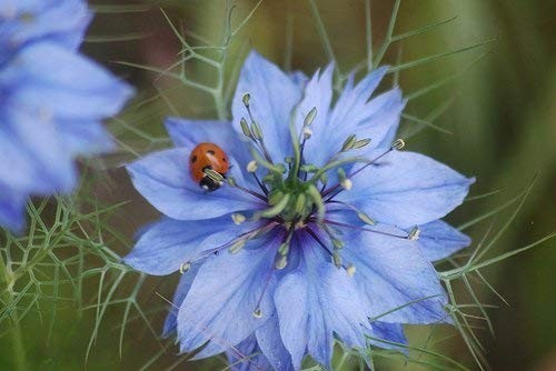 Non-GMO Love in a Mist Flower Seeds – Nigella Damascena, 1 lb, 224K Seeds, Easy