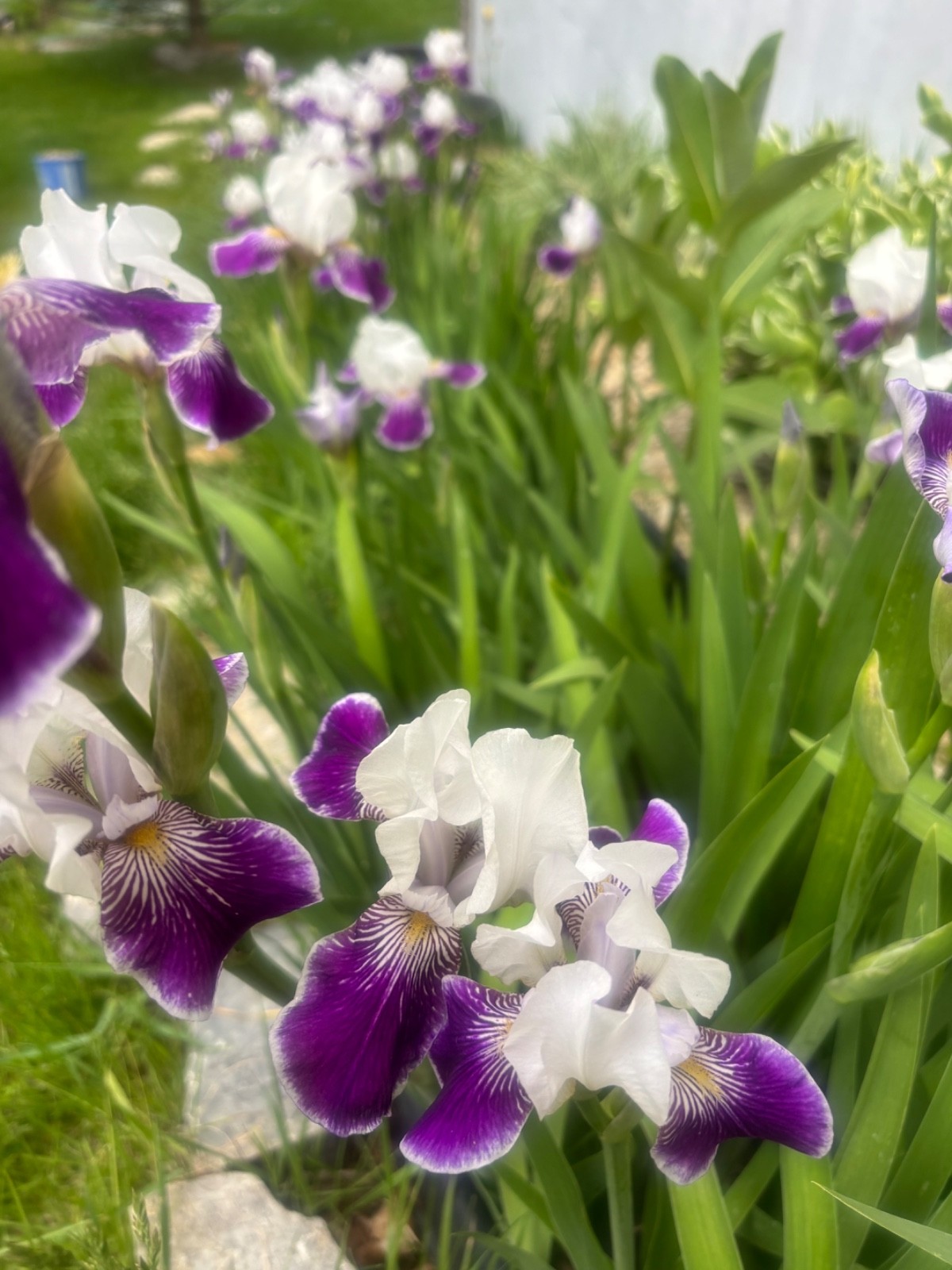 6 – MIXED white /purple COLORS BEARDED IRIS Bulbs/Rhizomes FRESH – Perennial