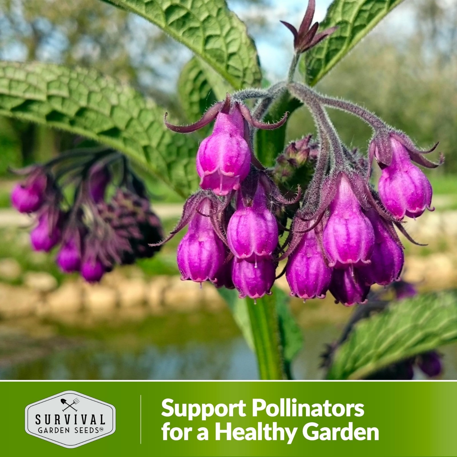 Comfrey Seeds for Planting – Medicinal Perennial Herb for Compost Tea & Skincare