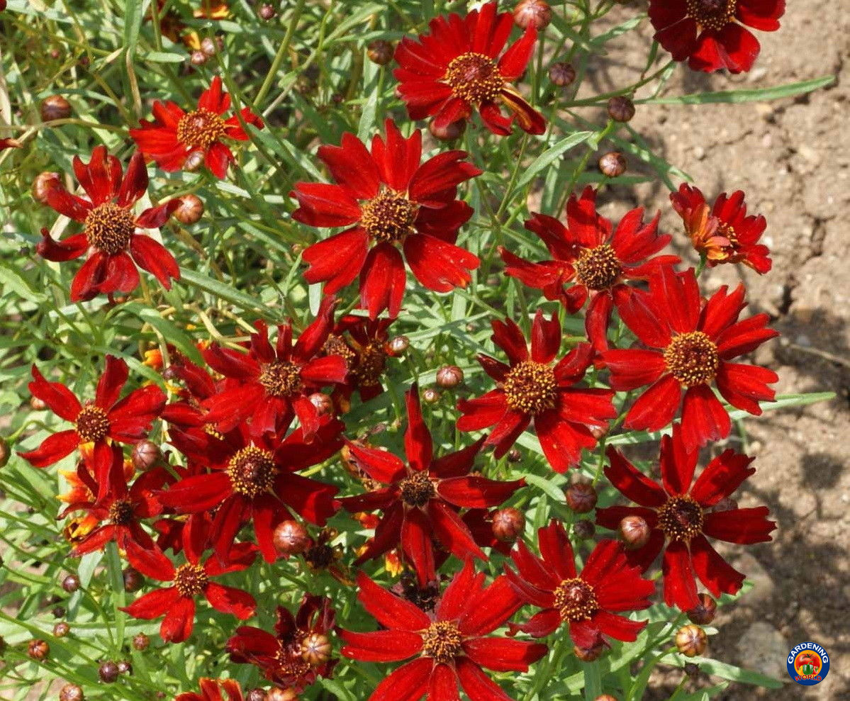 1oz Red Dwarf Plains Coreopsis Tinctoria Wildflower Flower Seeds (100,000 Seeds)
