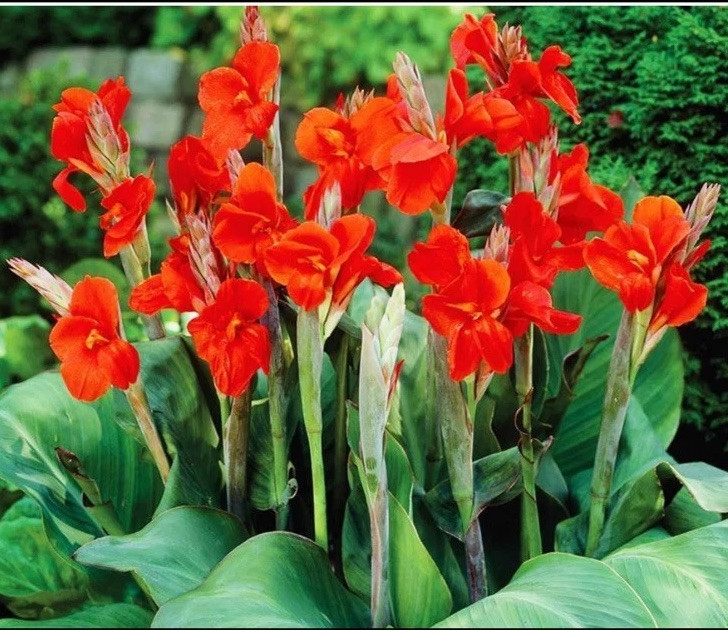 YOU GET 1LB! TROPICAL RED CANNA LILY BULBS (Grow In Any State) Already Flowering