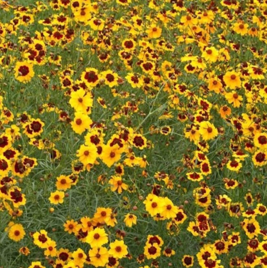 1500+ Plains Coreopsis Seeds **Fresh Seeds** ~~Free Shipping~~